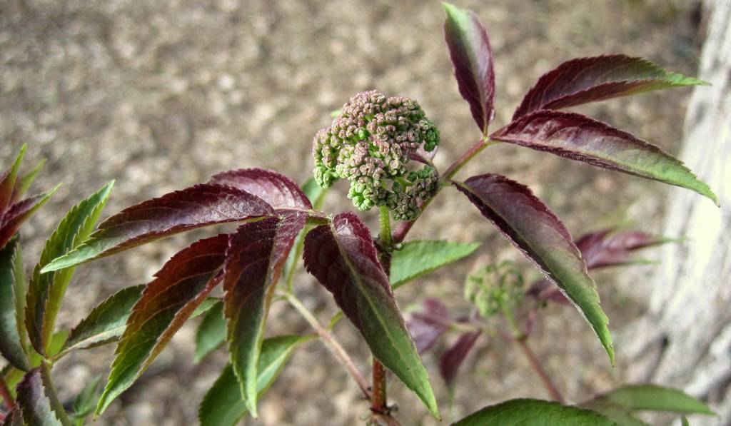 Image of Sambucus racemosa specimen.