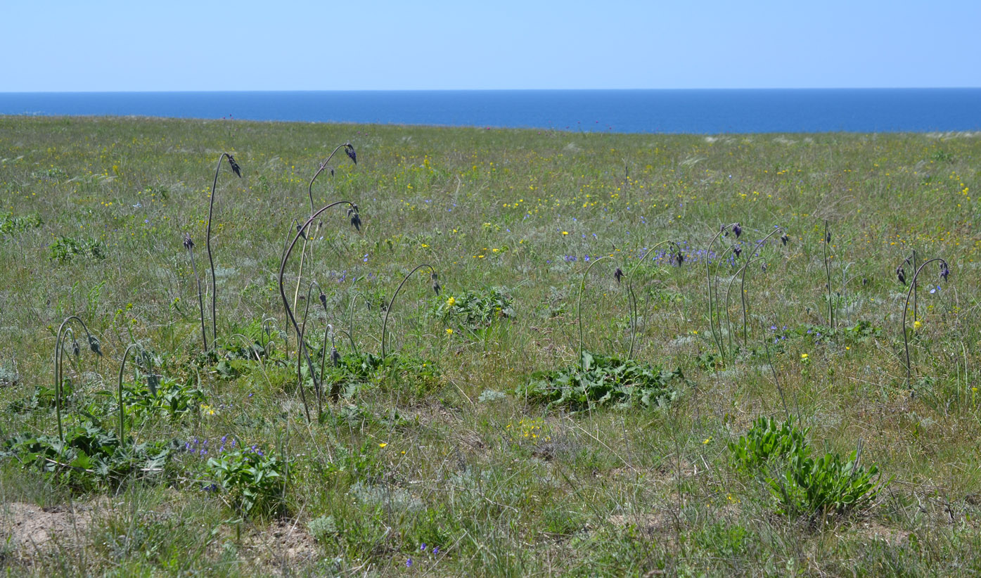 Image of Salvia nutans specimen.