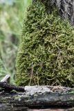 Calliergonella lindbergii