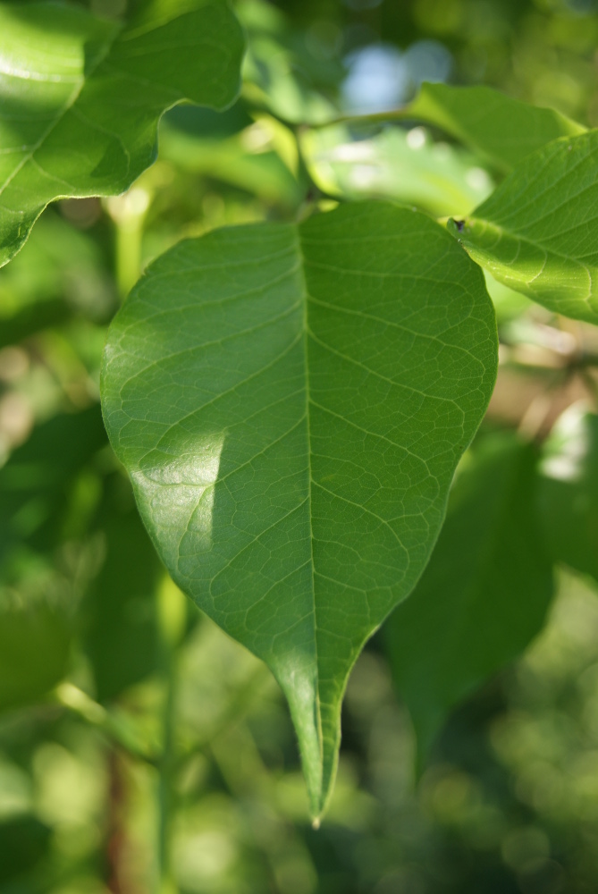 Изображение особи Maclura pomifera.