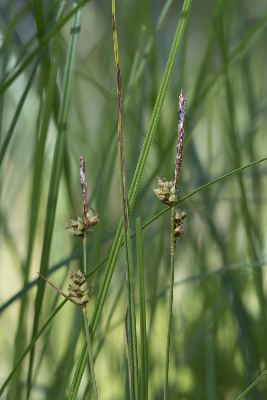 Изображение особи Carex globularis.