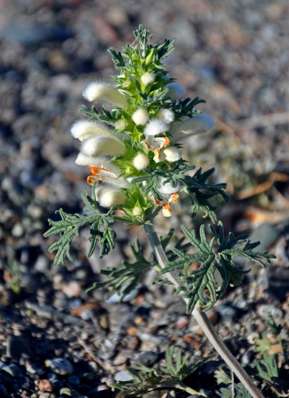 Image of Panzerina canescens specimen.