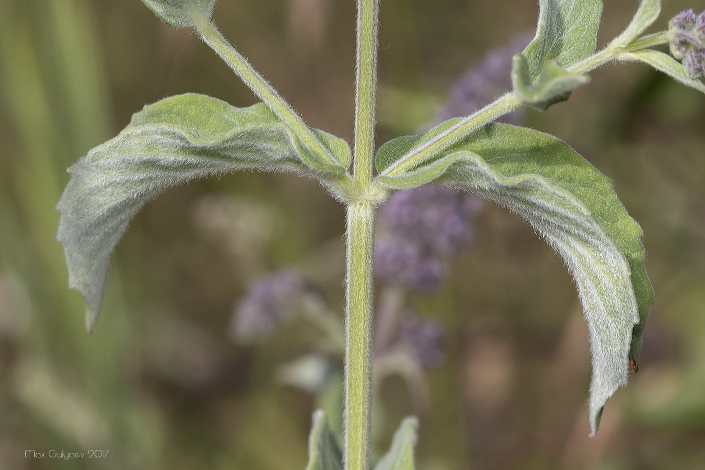 Изображение особи Mentha longifolia.