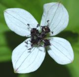 Chamaepericlymenum suecicum. Соцветие. Приморский край, окр. пгт Ольга, устье р. Аввакумовка, морская терраса, белоберёзово-дубовый лес. 05.07.2017.