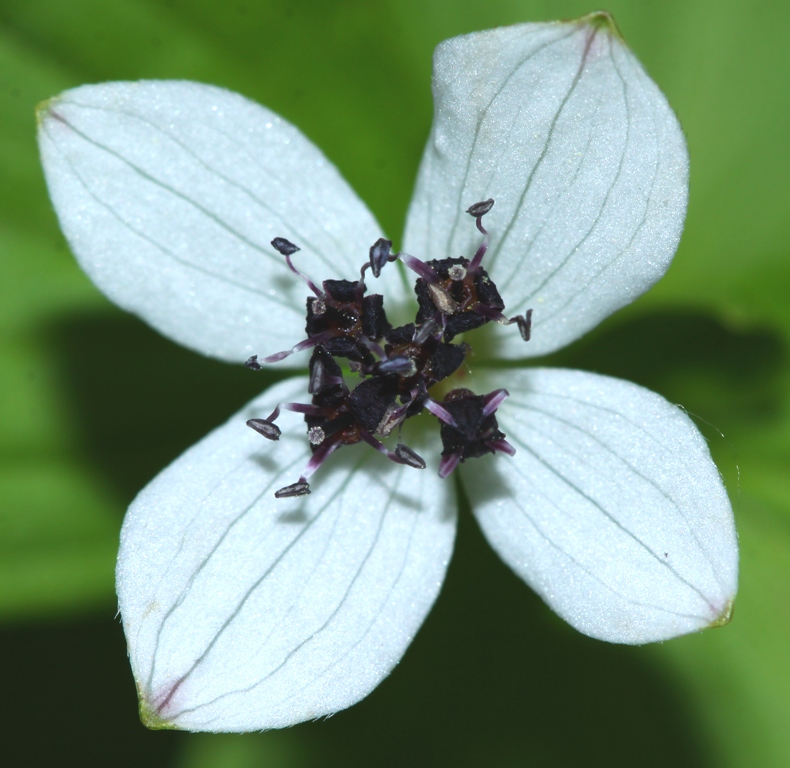 Изображение особи Chamaepericlymenum suecicum.