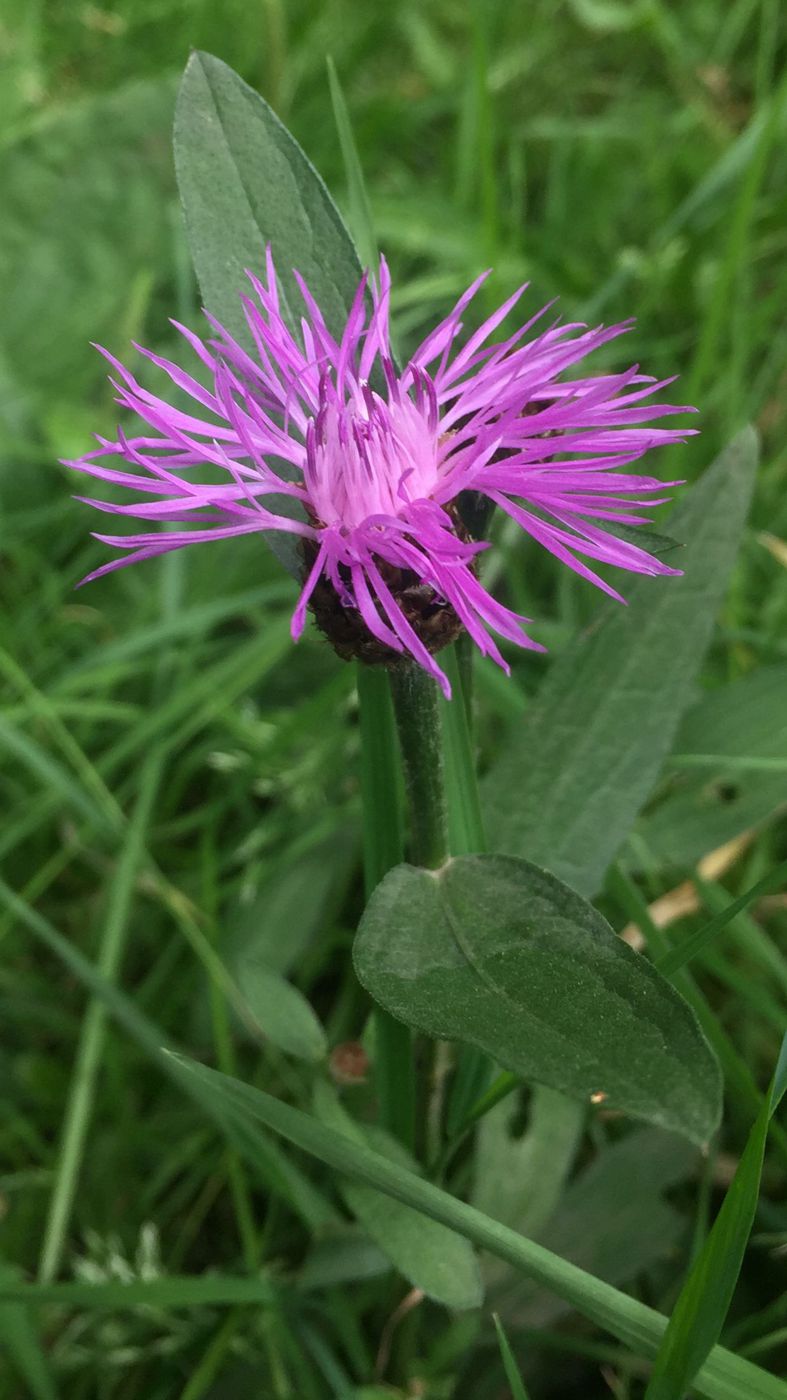 Изображение особи Centaurea jacea.