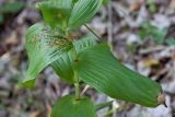 Epipactis helleborine