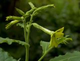 Nicotiana alata