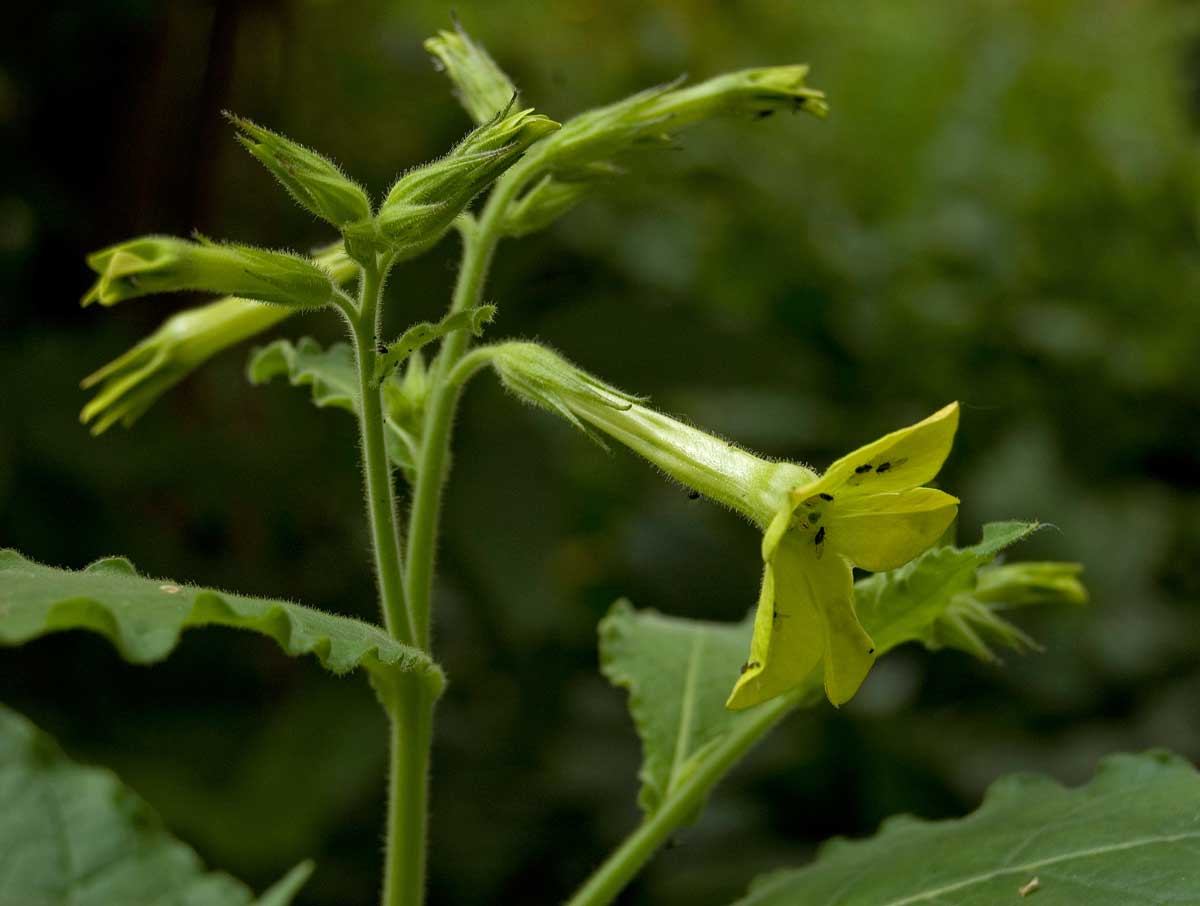 Изображение особи Nicotiana alata.