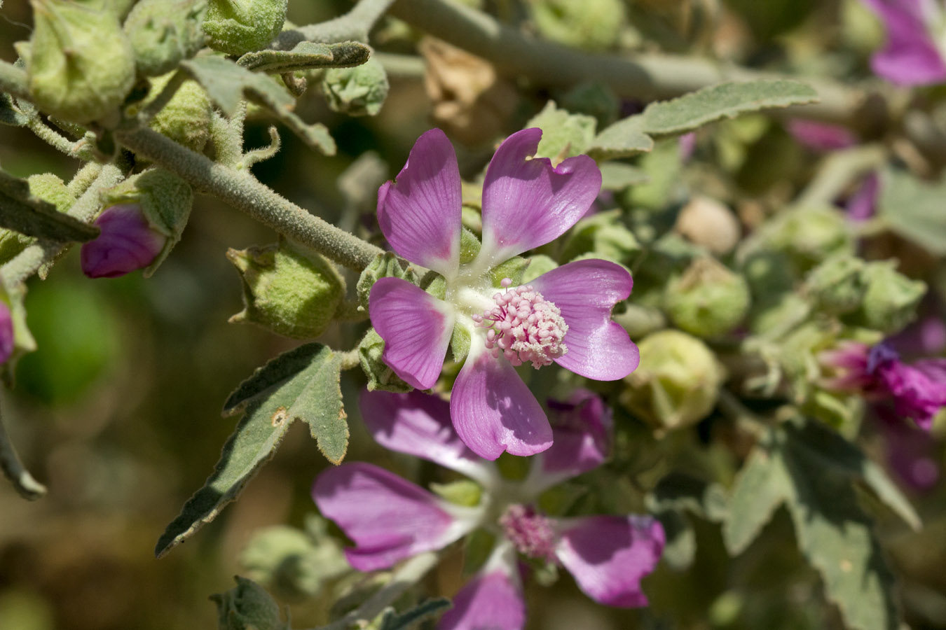 Image of Malva unguiculata specimen.
