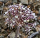 Allium akaka