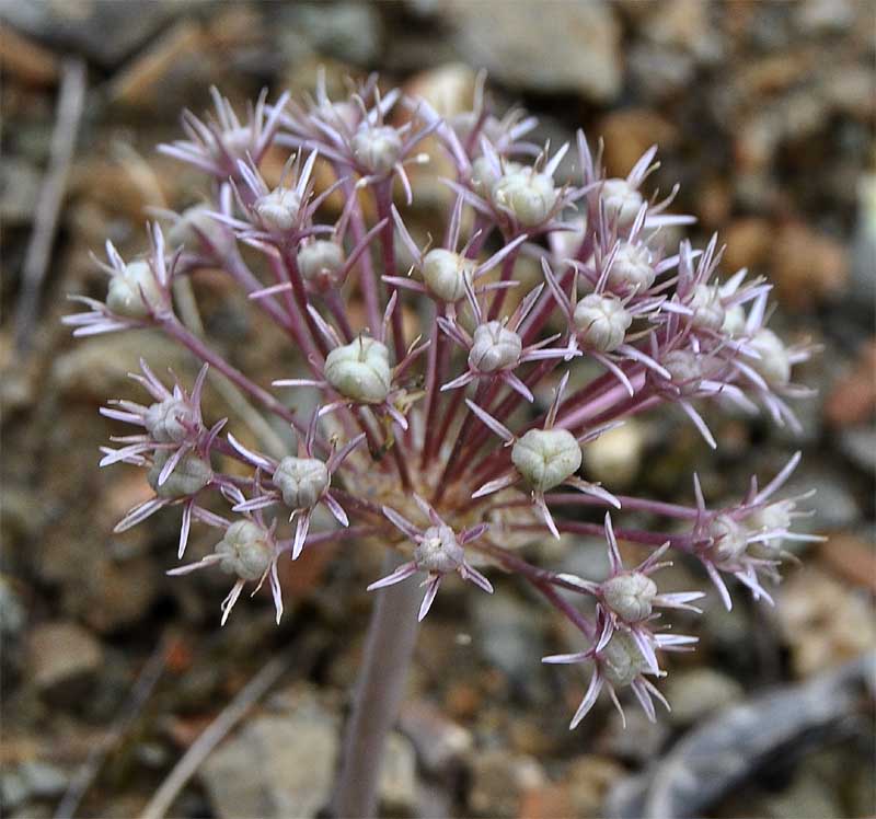 Image of Allium akaka specimen.