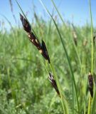 Carex melanostachya