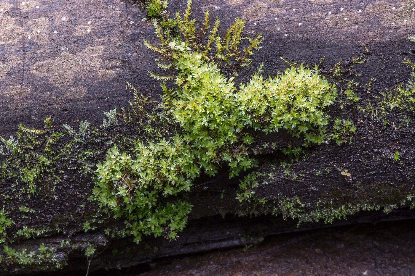 Изображение особи Bryum moravicum.