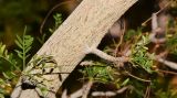 Bursera microphylla. Часть ствола. Израиль, впадина Мёртвого моря, киббуц Эйн-Геди. 24.04.2017.