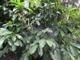 Annona montana