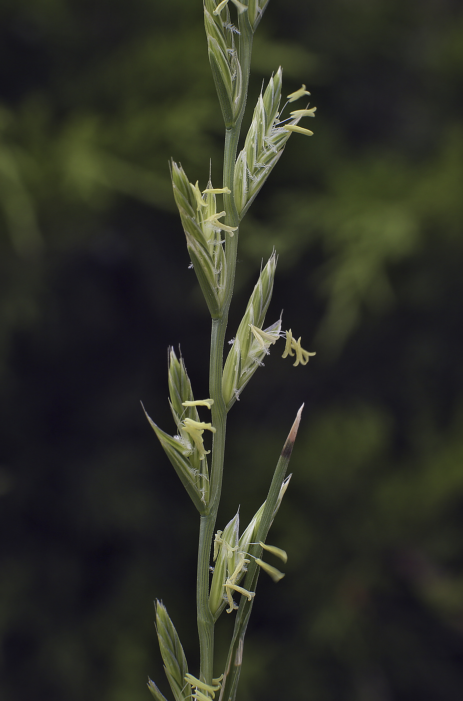 Image of Lolium multiflorum specimen.