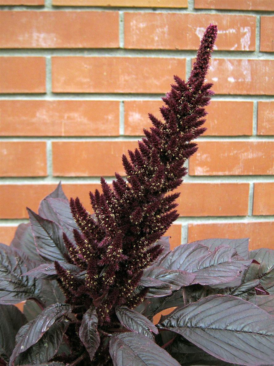 Изображение особи Amaranthus hypochondriacus.