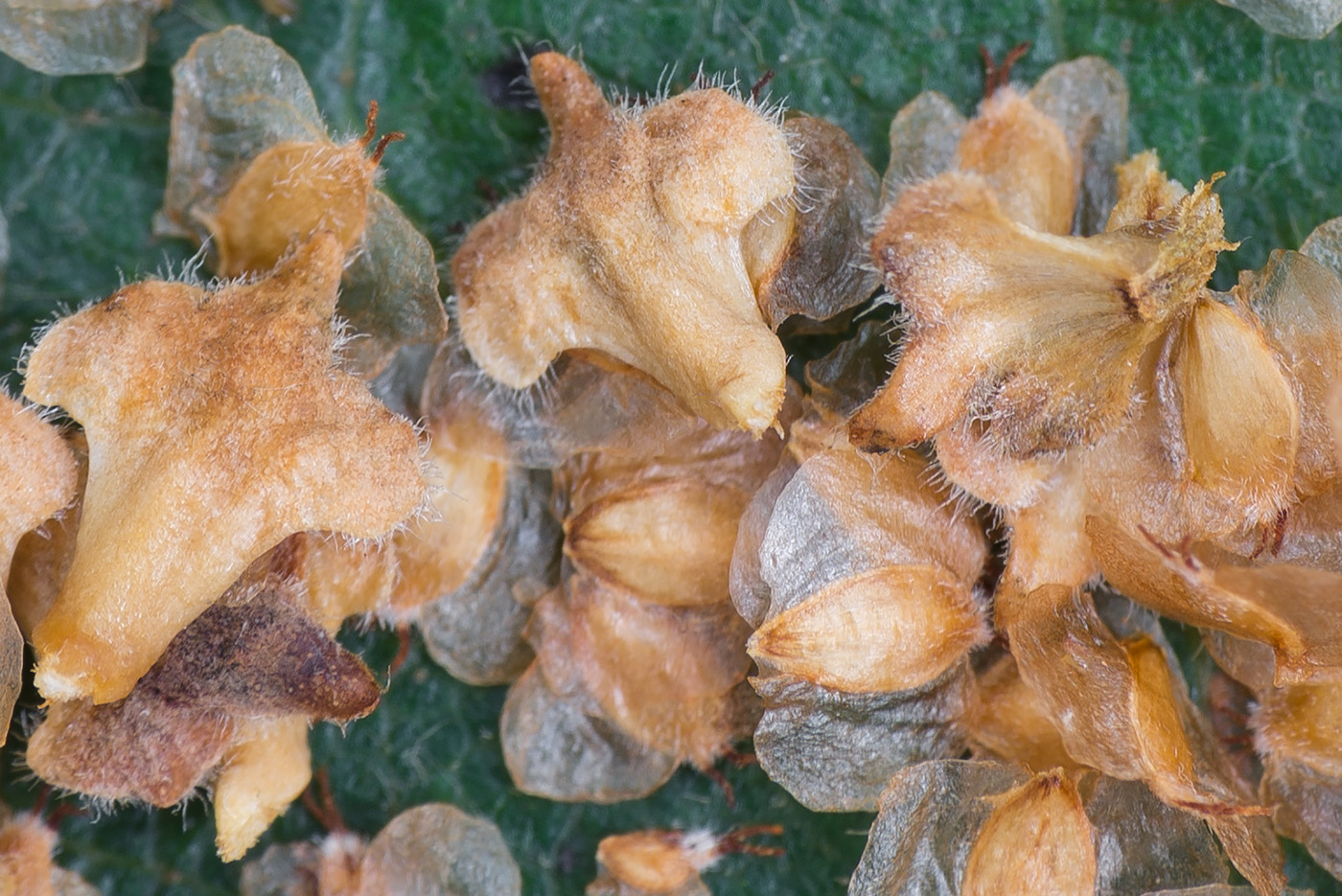 Image of Betula &times; aurata specimen.