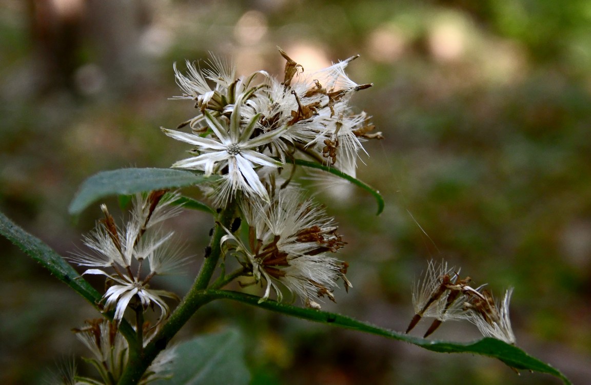 Изображение особи Solidago virgaurea.