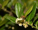 Atalantia buxifolia