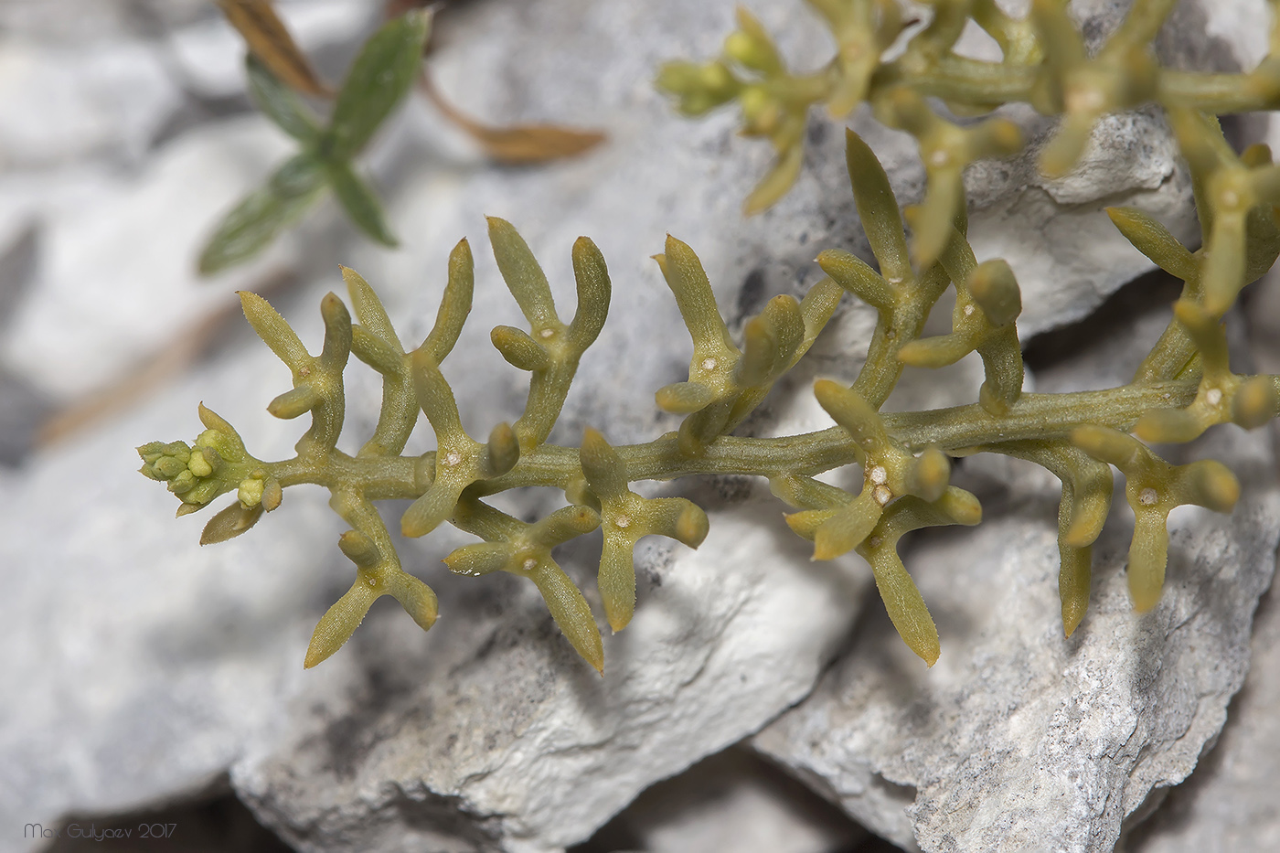 Image of genus Thesium specimen.
