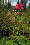 Hylotelephium triphyllum