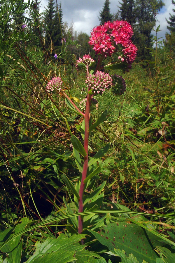 Изображение особи Hylotelephium triphyllum.