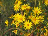 Senecio erucifolius