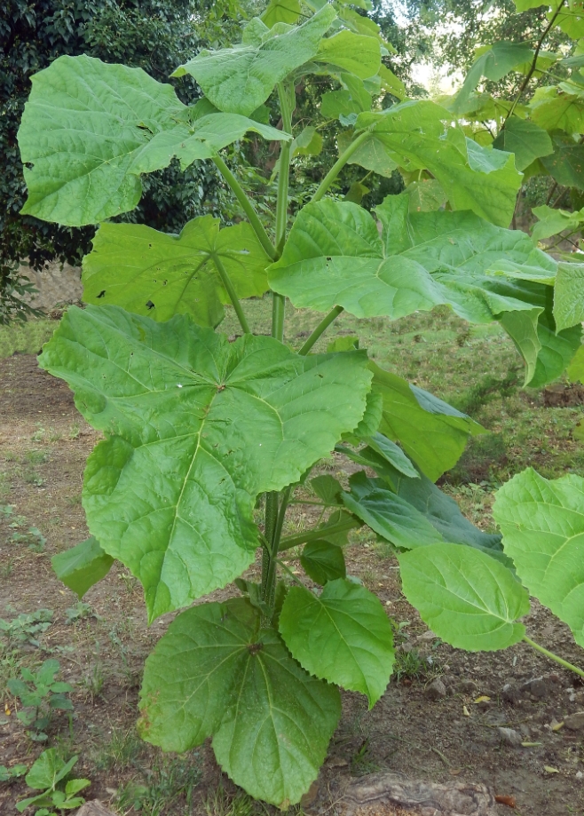 Image of Paulownia tomentosa specimen.
