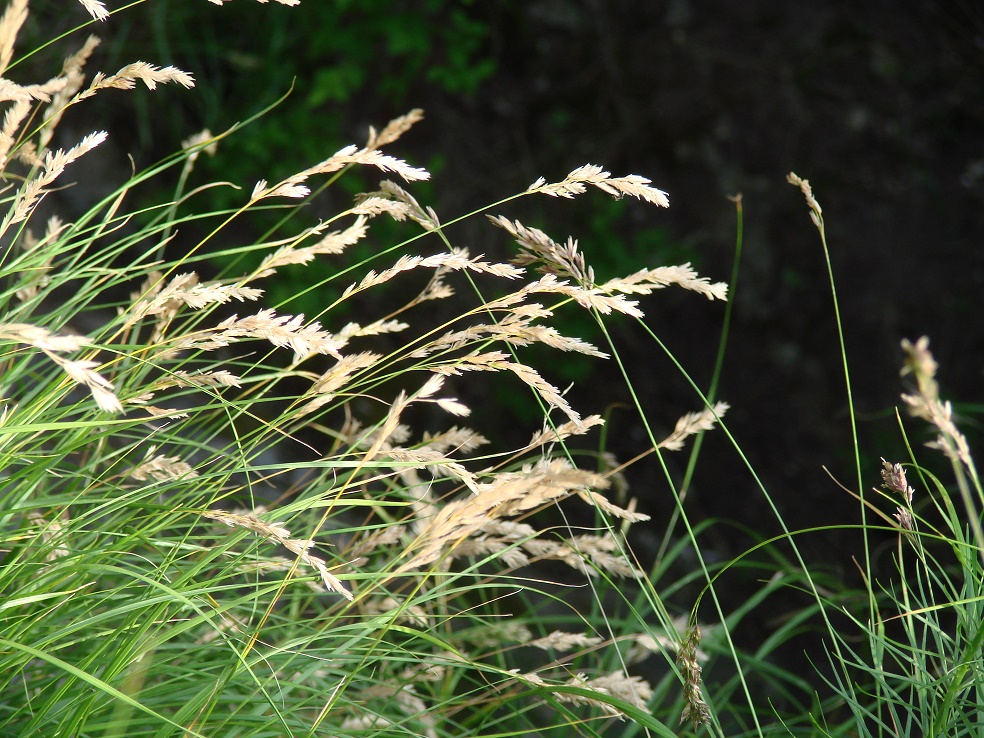 Изображение особи семейство Poaceae.