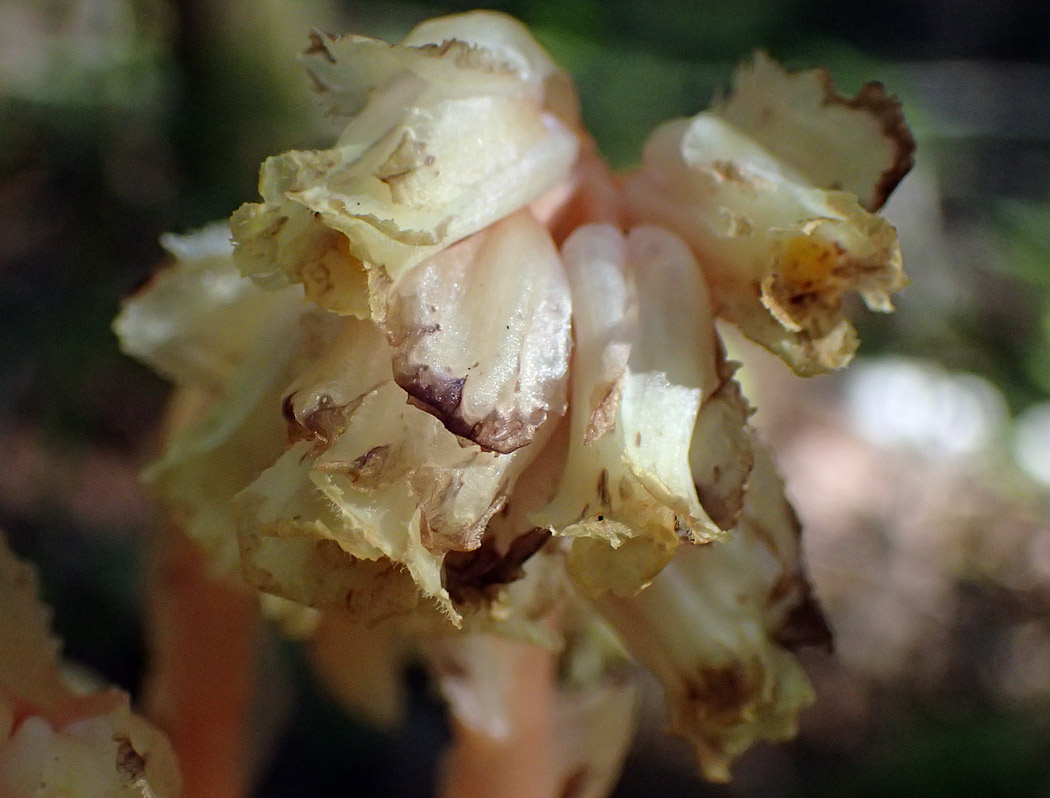 Image of Hypopitys monotropa specimen.