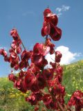 Rheum maximowiczii