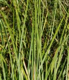 Carex spicata