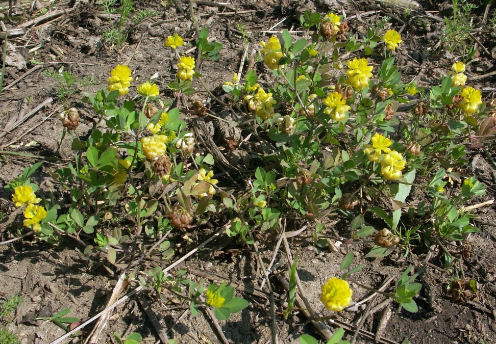 Изображение особи Trifolium campestre.