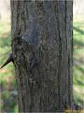 genus Robinia. Часть ствола молодого дерева. Украина, г. Николаев, Заводской р-н, парк \"Лески\". 28.12.2017.