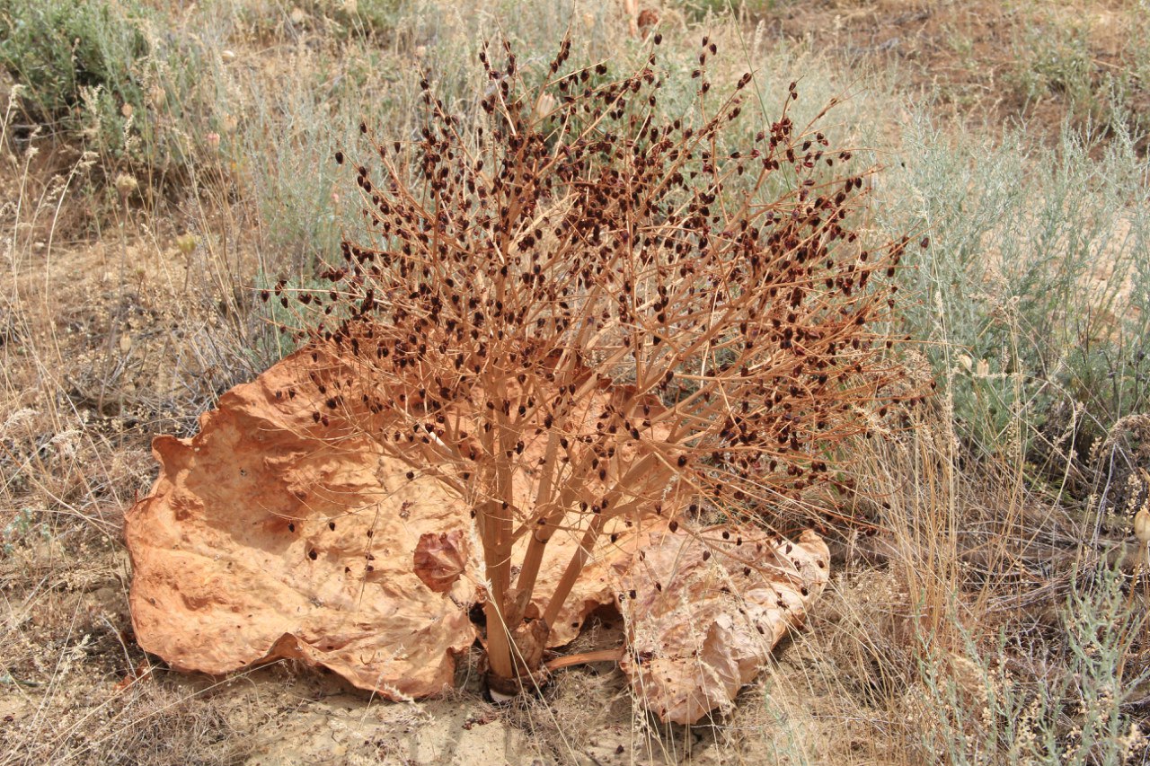 Image of Rheum tataricum specimen.