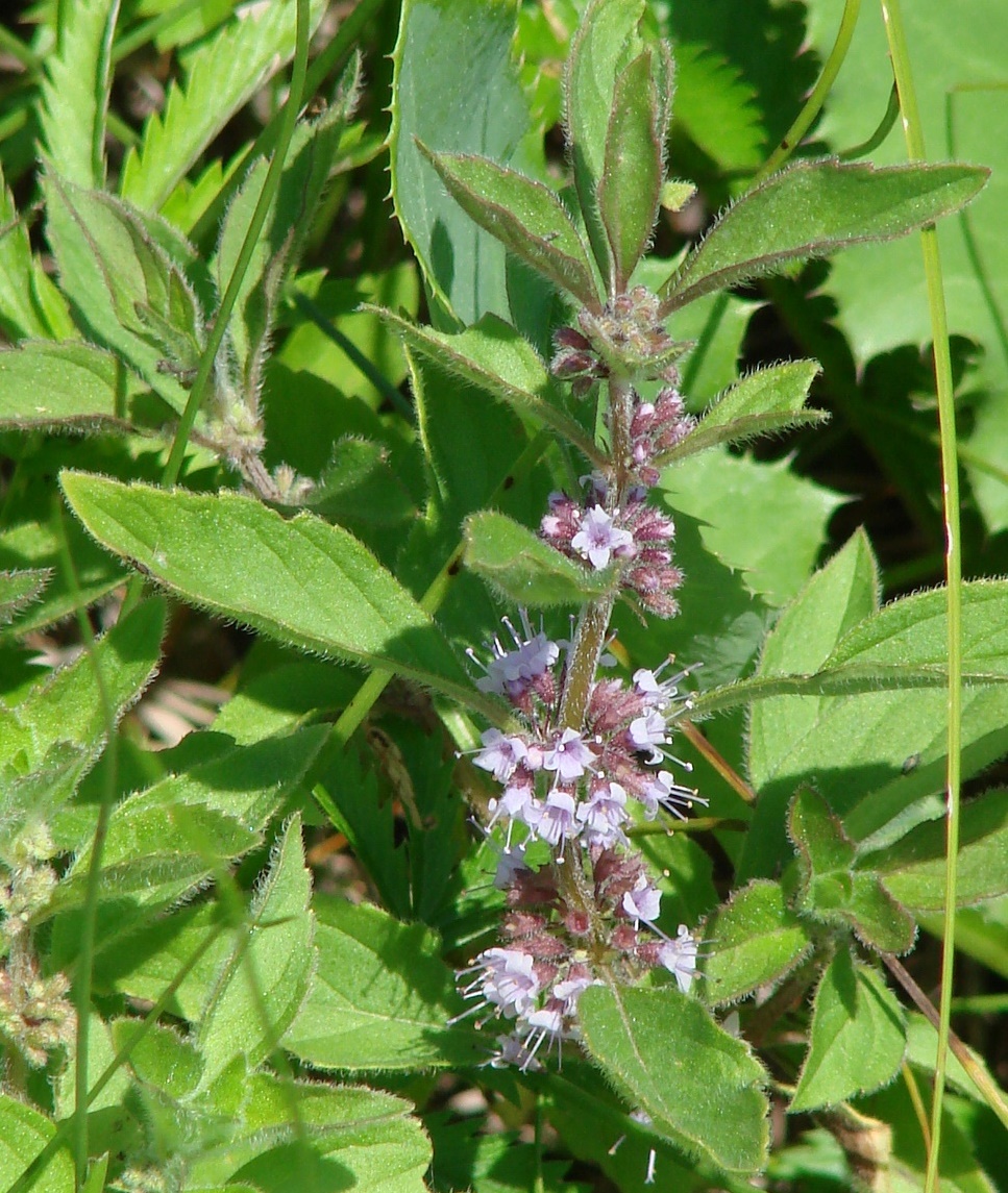 Изображение особи род Mentha.