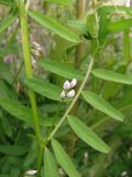 Vicia hirsuta