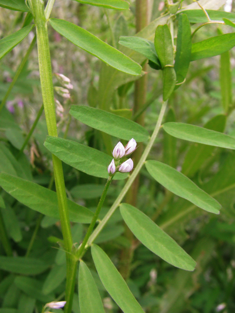 Image of Vicia hirsuta specimen.