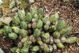 Cumulopuntia подвид dactylifera