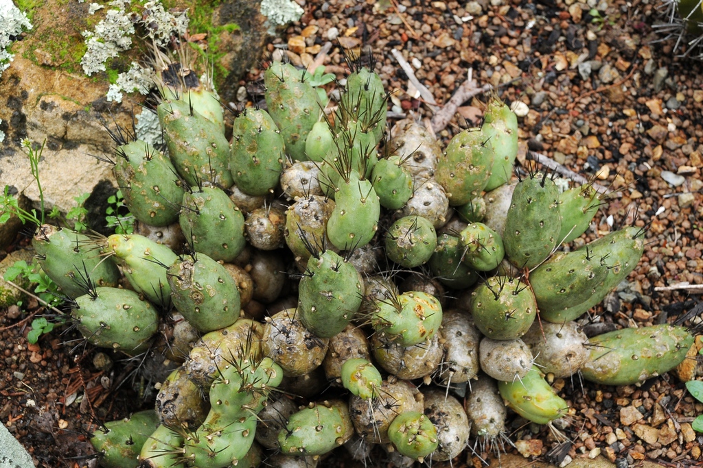 Изображение особи Cumulopuntia boliviana ssp. dactylifera.