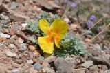 Glaucium squamigerum