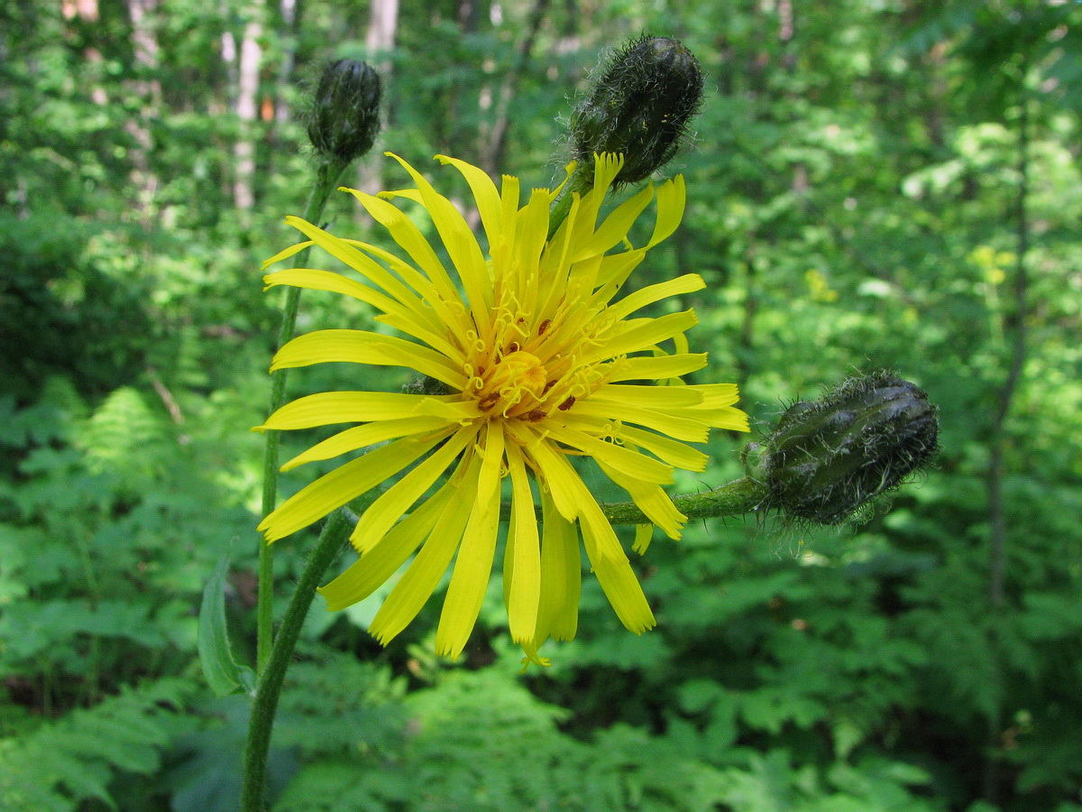 Изображение особи Crepis sibirica.