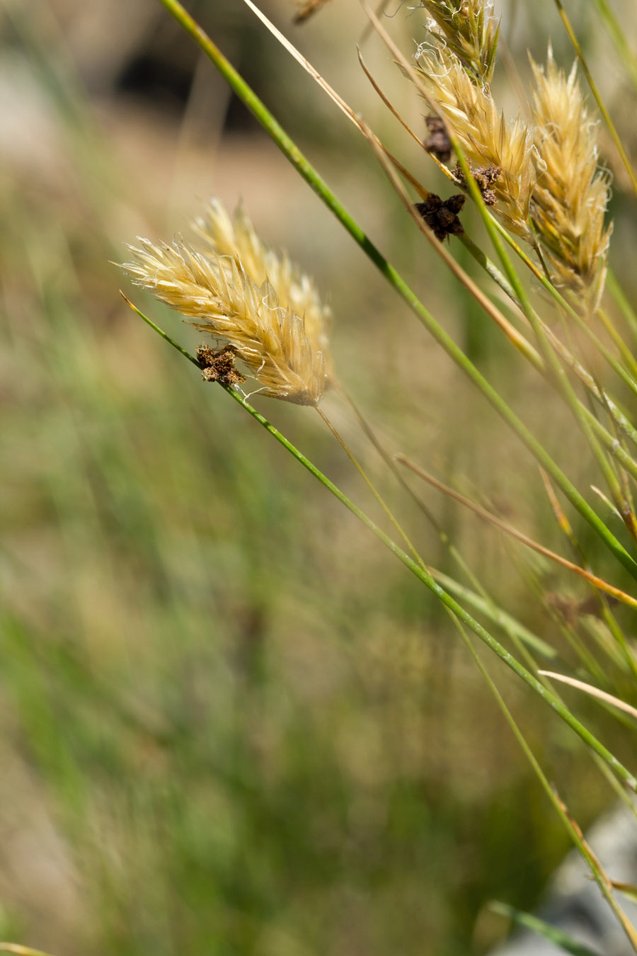 Изображение особи Sesleria doerfleri.