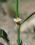 Polygonum arenastrum