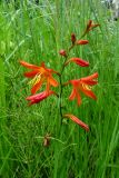 Crocosmia × crocosmiiflora. Соцветие. Курильские о-ва, Кунашир, окр. дачного пос. Третьяково, луг у обочины дороги. 10 июля 2017 г.