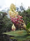 Elleanthus strobilifer