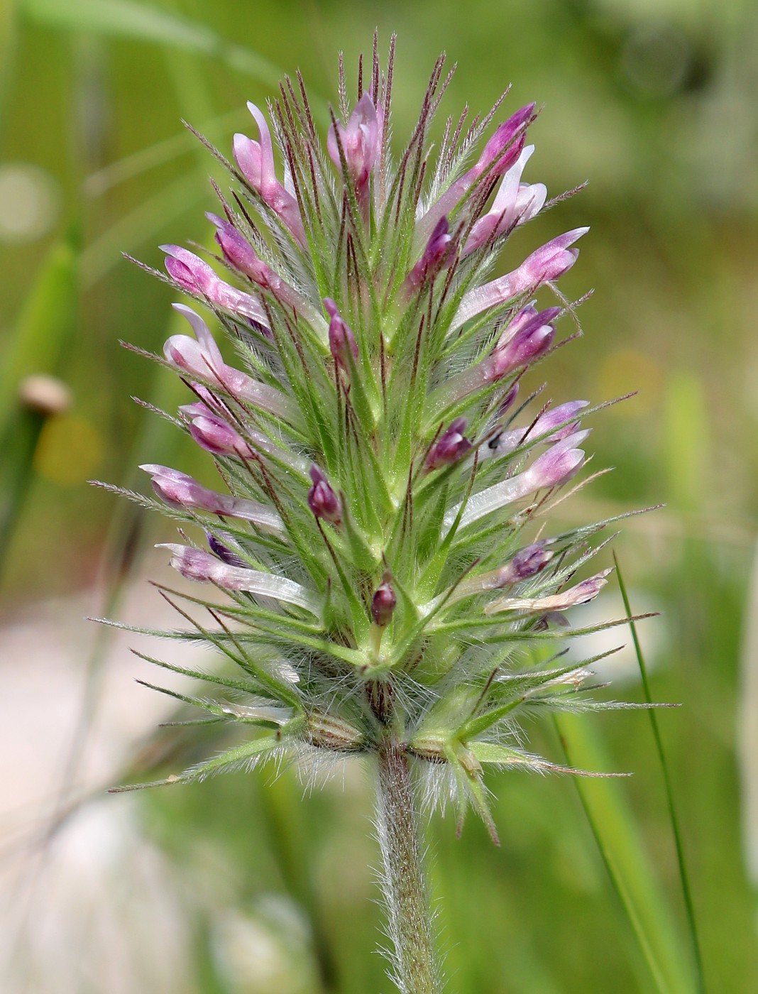 Image of Trifolium dasyurum specimen.