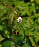 Asystasia subspecies micrantha
